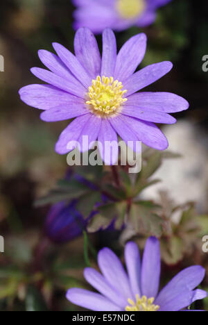 griechische Windflower, Anemone blanda Stockfoto