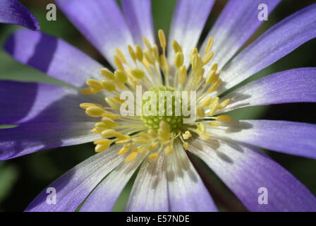 griechische Windflower, Anemone blanda Stockfoto