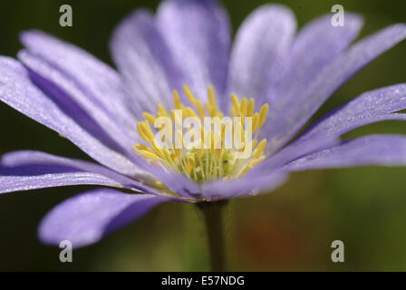 griechische Windflower, Anemone blanda Stockfoto