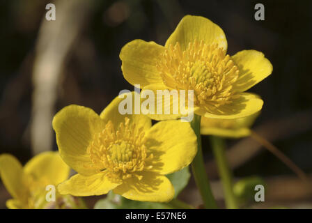Sumpfdotterblumen Caltha palustris Stockfoto