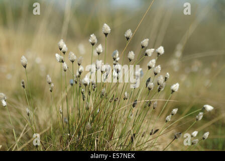 Hares-Tail Wollgras, Wollgras vaginatum Stockfoto