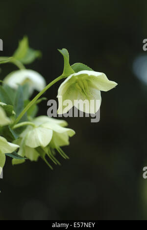 Fastenzeit rose, Helleborus orientalis Stockfoto