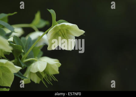 Fastenzeit rose, Helleborus orientalis Stockfoto