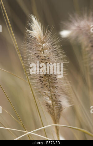 chinesische Lampenputzergras, Alopecuroides Lampenputzergras Stockfoto