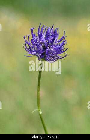 rundköpfigen Rapunzeln, Phyteuma orbiculare Stockfoto