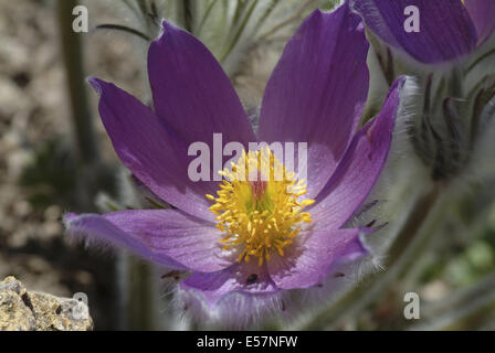 Hallers Küchenschelle Pulsatilla halleri Stockfoto