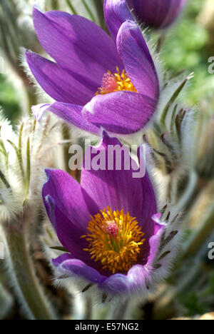 Hallers Küchenschelle Pulsatilla halleri Stockfoto