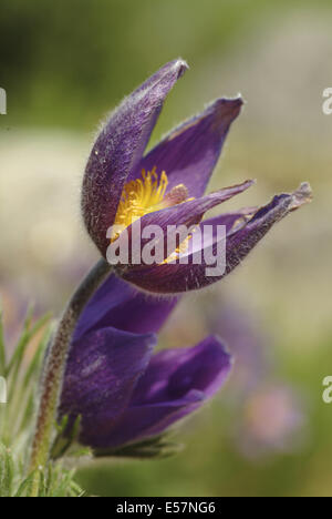 gemeinsamen Kuhschelle Pulsatilla vulgaris Stockfoto