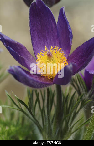 gemeinsamen Kuhschelle Pulsatilla vulgaris Stockfoto
