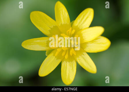 kleinen Schöllkraut, Ranunculus ficaria Stockfoto