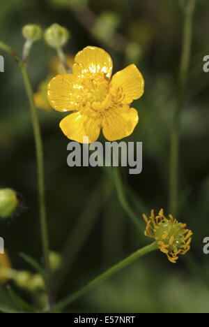 wollige Hahnenfuß, Ranunculus lanuginosus Stockfoto