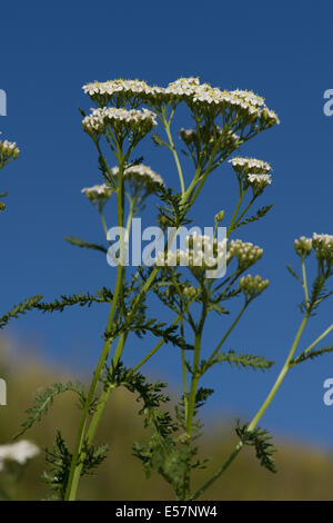 gemeinsamen Schafgarbe, Achillea millefolium Stockfoto