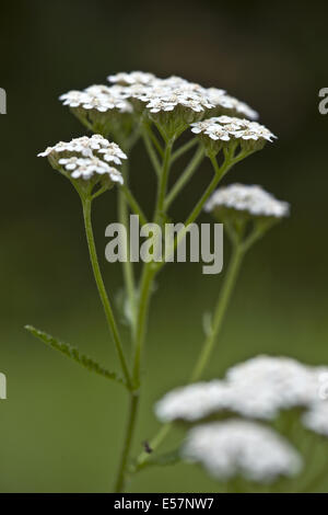 gemeinsamen Schafgarbe, Achillea millefolium Stockfoto