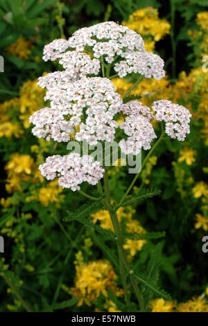 gemeinsamen Schafgarbe, Achillea millefolium Stockfoto