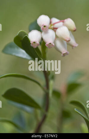 Bog Rosmarin, Andromeda polifolia Stockfoto