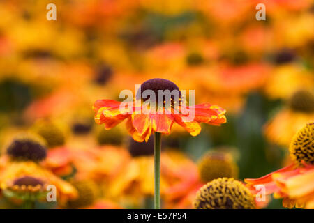 Helenium "Sahin frühen Blumen". Sneezeweed Blumen massenhaft in der Grenze. Stockfoto