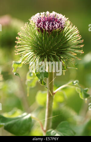 geringerem Klette, Arctium minus Stockfoto