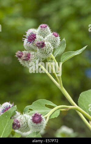 Downy Klette, Arctium Hornkraut Stockfoto