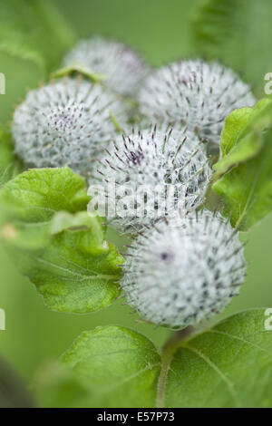 Downy Klette, Arctium Hornkraut Stockfoto