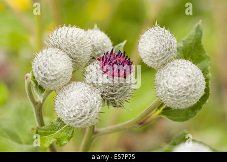 Downy Klette, Arctium Hornkraut Stockfoto