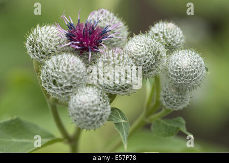 Downy Klette, Arctium Hornkraut Stockfoto