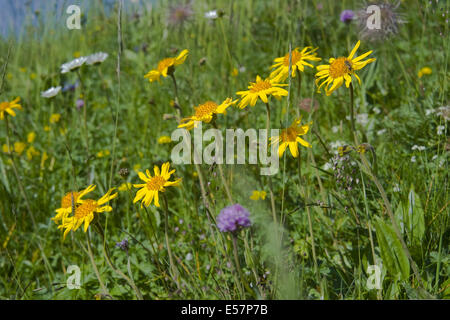 Orientgämswurz, Arnika montana Stockfoto