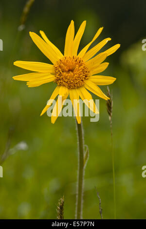 Orientgämswurz, Arnika montana Stockfoto