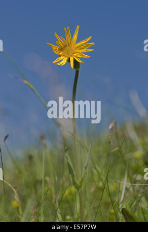 Orientgämswurz, Arnika montana Stockfoto