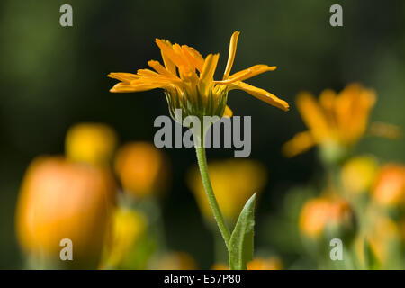 gemeinsamen Ringelblume, Calendula officinalis Stockfoto