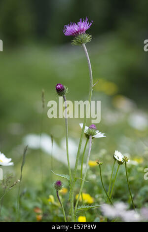 Alpine Distel, Blütenstandsboden defloratus Stockfoto