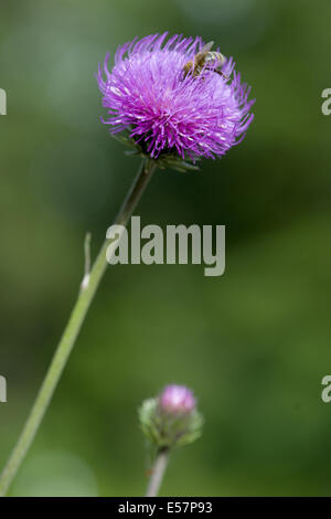 Alpine Distel, Blütenstandsboden defloratus Stockfoto