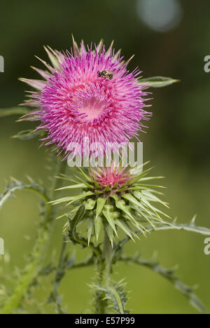 nickenden Distel, Blütenstandsboden Nutans SSP nutans Stockfoto