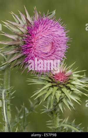 nickenden Distel, Blütenstandsboden Nutans SSP nutans Stockfoto