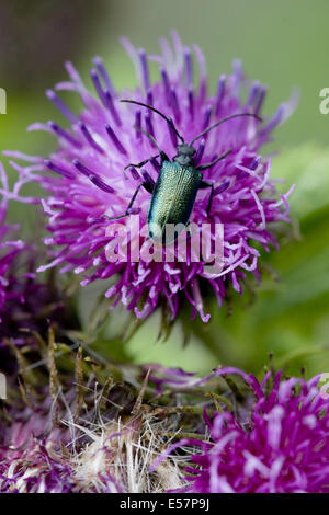 Blütenstandsboden personata Stockfoto