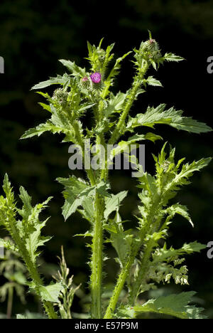Blütenstandsboden personata Stockfoto