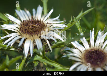 Silberdistel, Carlina acaulis Stockfoto