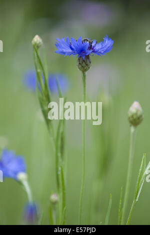 Kornblume, Centaurea cyanus Stockfoto