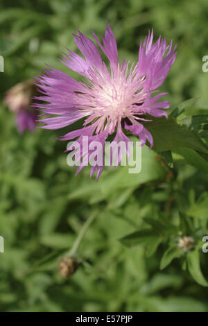 Persische Kornblume, Centaurea dealbata Stockfoto