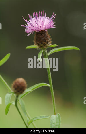 geringerem Flockenblume, Centaurea nigra Stockfoto