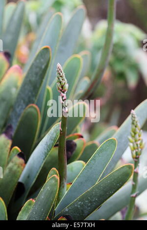 Aloe Plicatilis (Lüfter Aloe) in voller Blüte Stockfoto