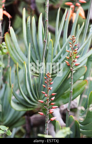 Aloe Plicatilis (Lüfter Aloe) in voller Blüte Stockfoto