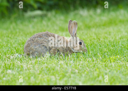 Europäische Kaninchen auf dem Rasen Stockfoto
