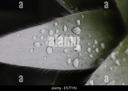 Nahaufnahme von Wassertropfen auf dem Blatt eines Exemplars des Leucadendron gnostische (Silber Baum) Stockfoto