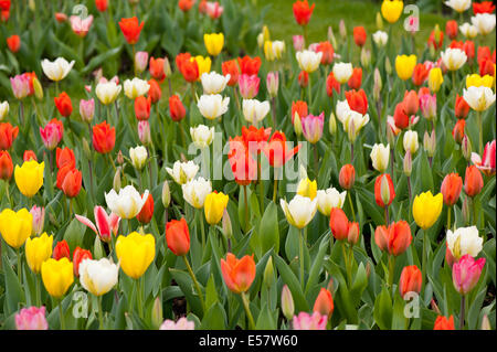 Viele Tulpen-Mix wachsen im Garten Stockfoto