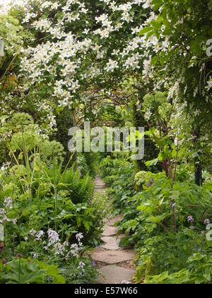 Chenies Manor Gartenweg durch Bogen des weißen Clematis Armandii im späten Mai zeigen Angelica und ausgebildete Kletterpflanzen. Stockfoto