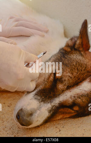 Nahaufnahme einer Zecke im Fell des Hundes mit menschlichen Händen verwenden Sie eine silberne Zange zu entfernen Stockfoto