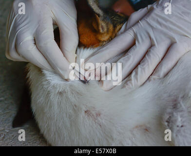 Nahaufnahme von Menschenhand verwenden silberne Zange zum suchen und entfernen Hundezecke im Fell Stockfoto