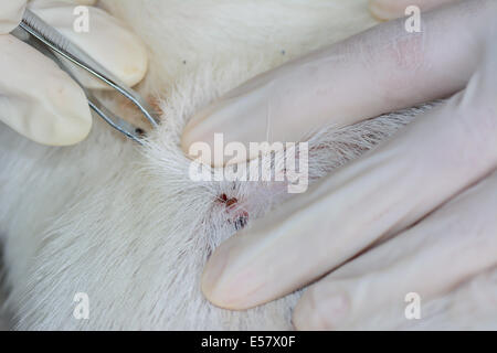 Nahaufnahme von Menschenhand verwenden silberne Zange zum suchen und entfernen Hundezecke im Fell Stockfoto