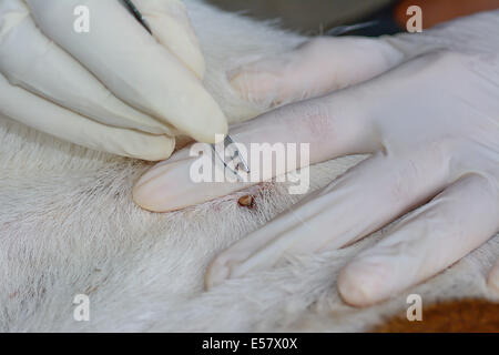 Nahaufnahme von Menschenhand silberne Zange verwenden, um Erwachsenen Hund Zecken aus dem Fell zu entfernen Stockfoto