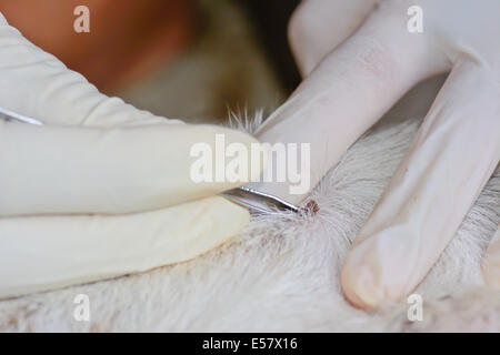 Nahaufnahme von Menschenhand silberne Zange verwenden, um Erwachsenen Hund Zecken aus dem Fell zu entfernen Stockfoto